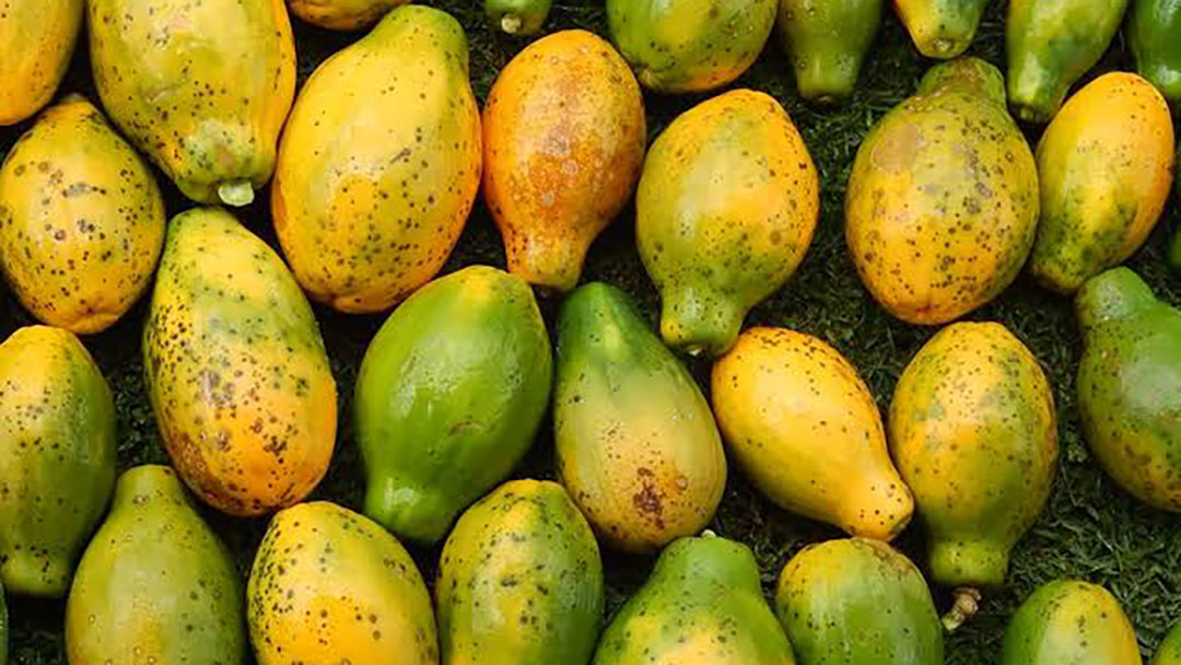 Carica
