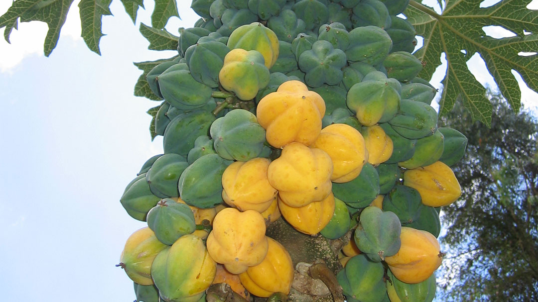 Buah Carica