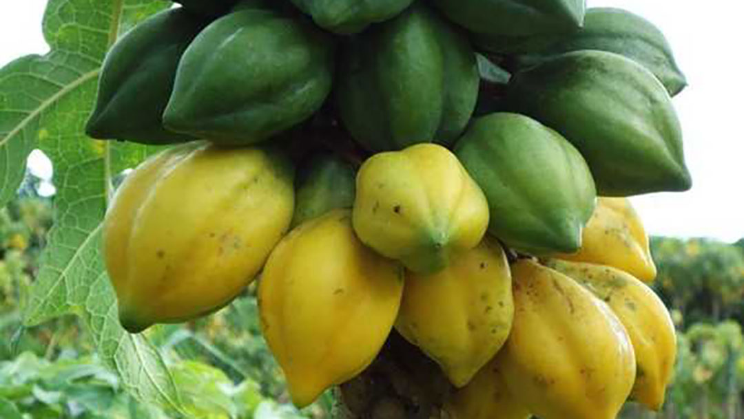 Buah Carica