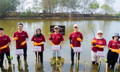 Suzuki tanam mangrove